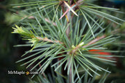 - Cedrus libani 'Sargentii' Lebanon Cedar - Mr Maple │ Buy Japanese Maple Trees