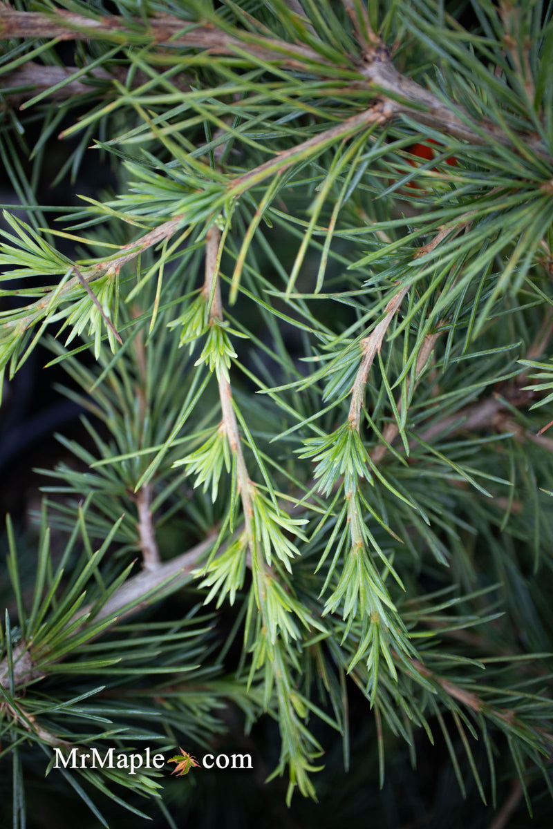 - Cedrus libani 'Sargentii' Lebanon Cedar - Mr Maple │ Buy Japanese Maple Trees
