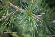 - Cedrus libani 'Sargentii' Lebanon Cedar - Mr Maple │ Buy Japanese Maple Trees