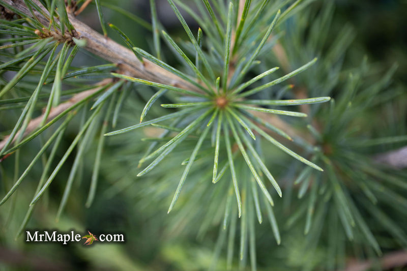 - Cedrus libani 'Sargentii' Lebanon Cedar - Mr Maple │ Buy Japanese Maple Trees