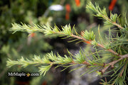 - Cedrus libani 'Sargentii' Lebanon Cedar - Mr Maple │ Buy Japanese Maple Trees