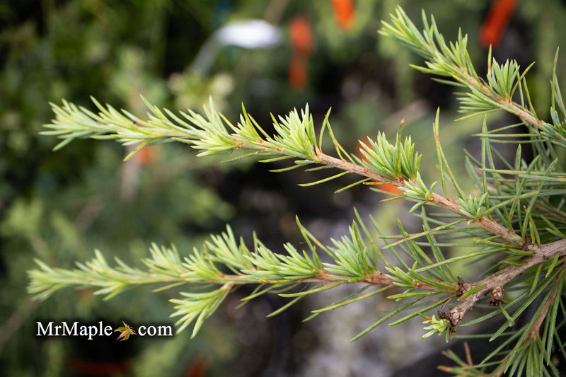 - Cedrus libani 'Sargentii' Lebanon Cedar - Mr Maple │ Buy Japanese Maple Trees