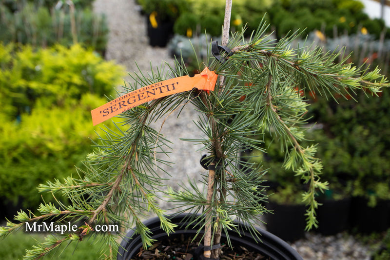 - Cedrus libani 'Sargentii' Lebanon Cedar - Mr Maple │ Buy Japanese Maple Trees