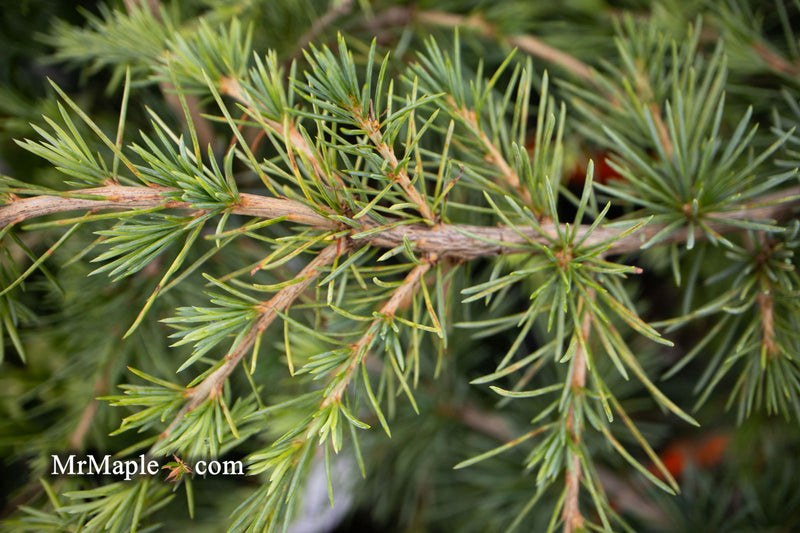- Cedrus libani 'Sargentii' Lebanon Cedar - Mr Maple │ Buy Japanese Maple Trees