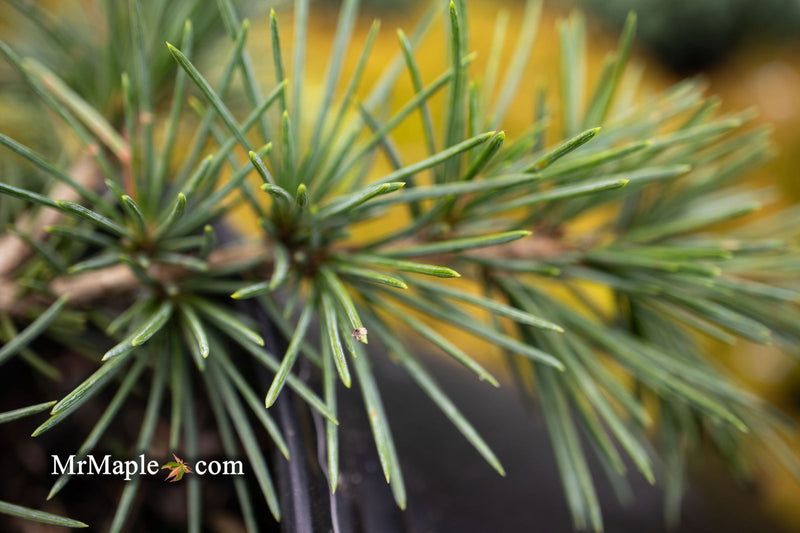 - Cedrus libani 'Sargentii' Lebanon Cedar - Mr Maple │ Buy Japanese Maple Trees