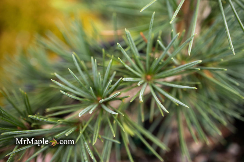 - Cedrus libani 'Sargentii' Lebanon Cedar - Mr Maple │ Buy Japanese Maple Trees