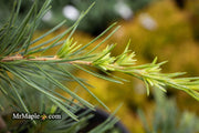 - Cedrus libani 'Sargentii' Lebanon Cedar - Mr Maple │ Buy Japanese Maple Trees