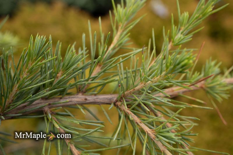 - Cedrus libani 'Sargentii' Lebanon Cedar - Mr Maple │ Buy Japanese Maple Trees