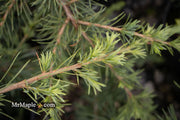 - Cedrus libani 'Sargentii' Lebanon Cedar - Mr Maple │ Buy Japanese Maple Trees