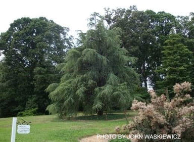 - Cedrus libani ssp. stenocoma Large Lebanon Cedar - Mr Maple │ Buy Japanese Maple Trees