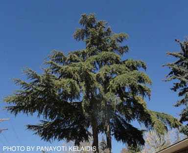 - Cedrus libani ssp. stenocoma Large Lebanon Cedar - Mr Maple │ Buy Japanese Maple Trees