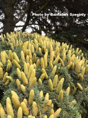 - Cedrus libani ssp brevifolia Cyprus Cedar - Mr Maple │ Buy Japanese Maple Trees