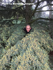 - Cedrus libani ssp brevifolia Cyprus Cedar - Mr Maple │ Buy Japanese Maple Trees