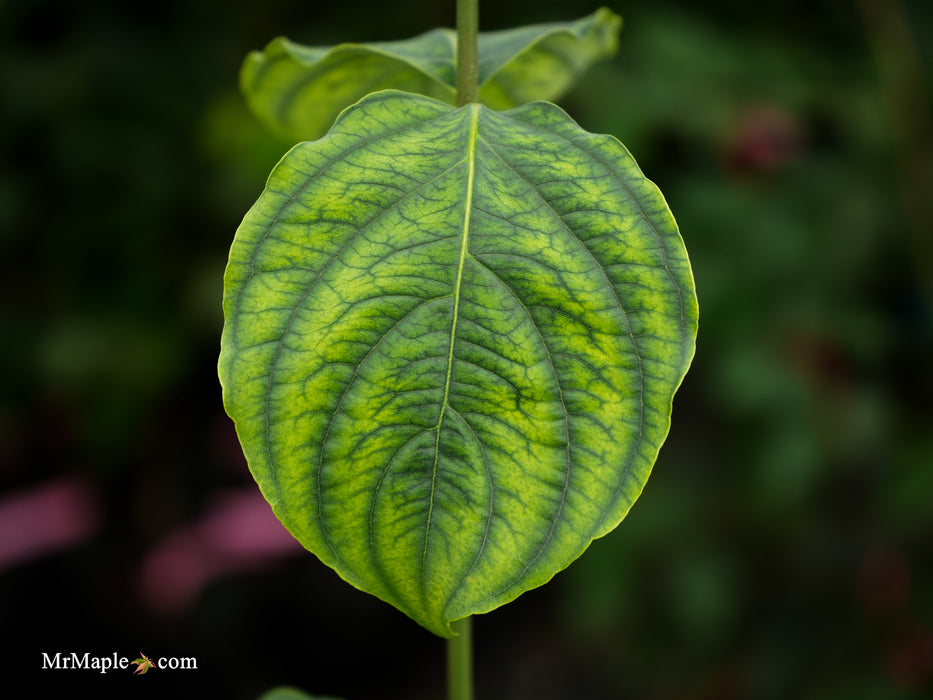 Cornus kousa 'Celestial' White Flowering Dogwood