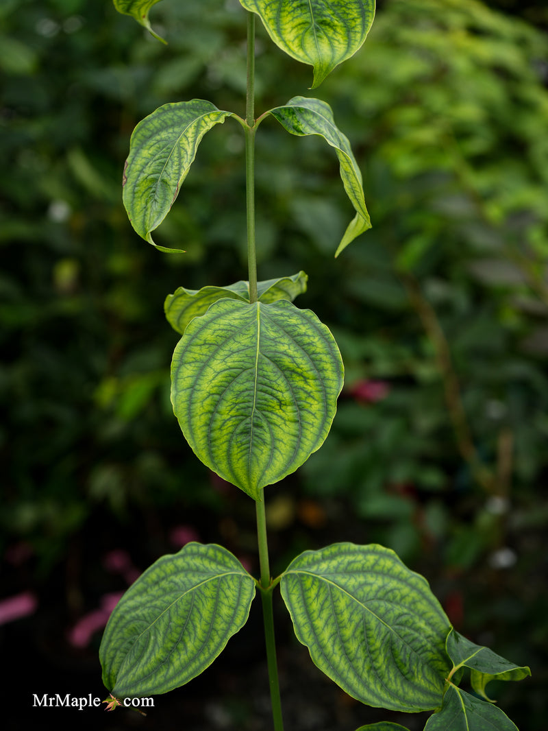 Cornus kousa 'Celestial' White Flowering Dogwood