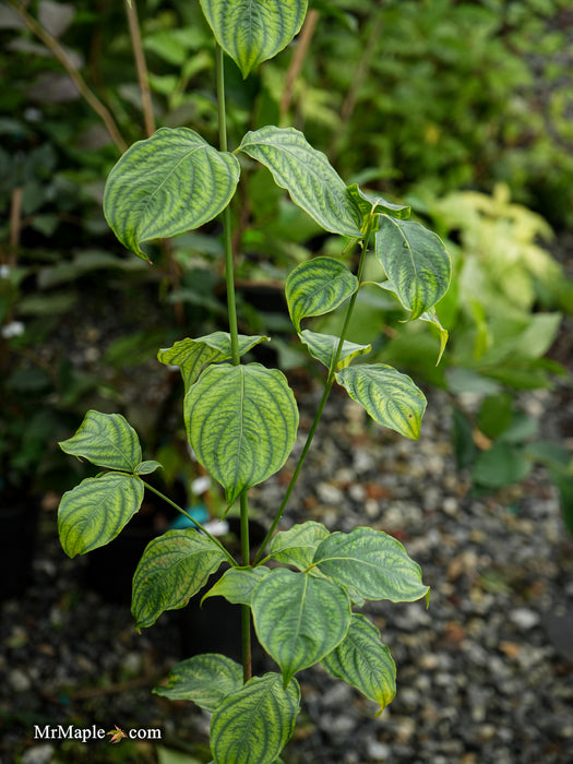 Cornus kousa 'Celestial' White Flowering Dogwood