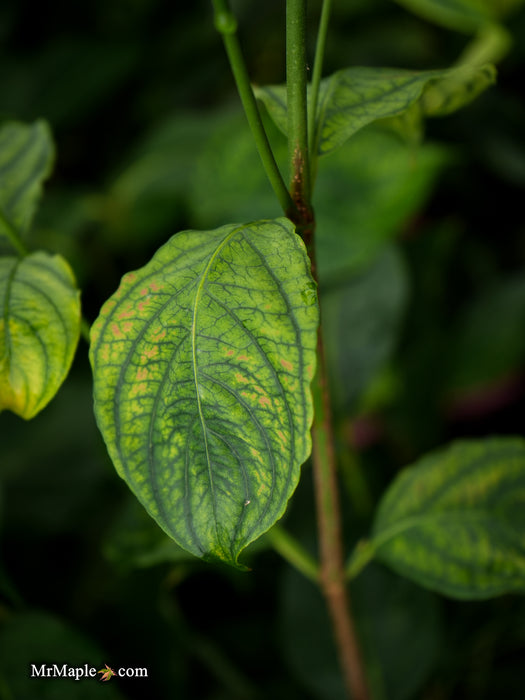 Cornus kousa 'Celestial' White Flowering Dogwood