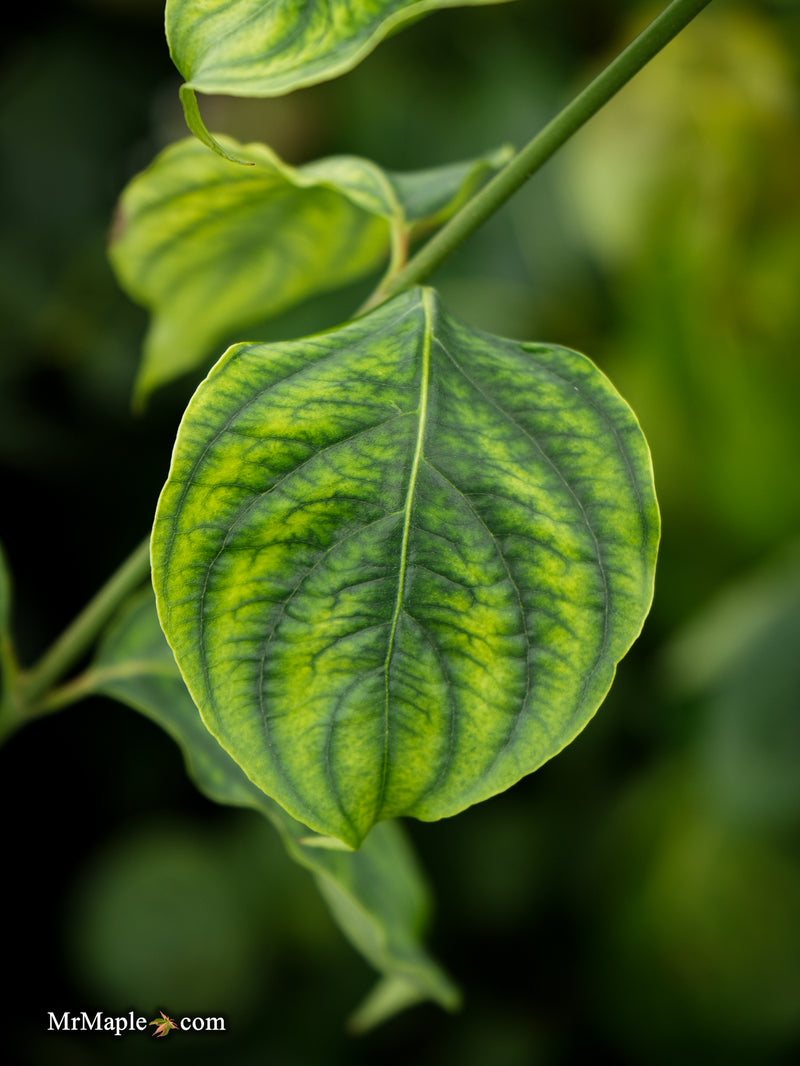 Cornus kousa 'Celestial' White Flowering Dogwood