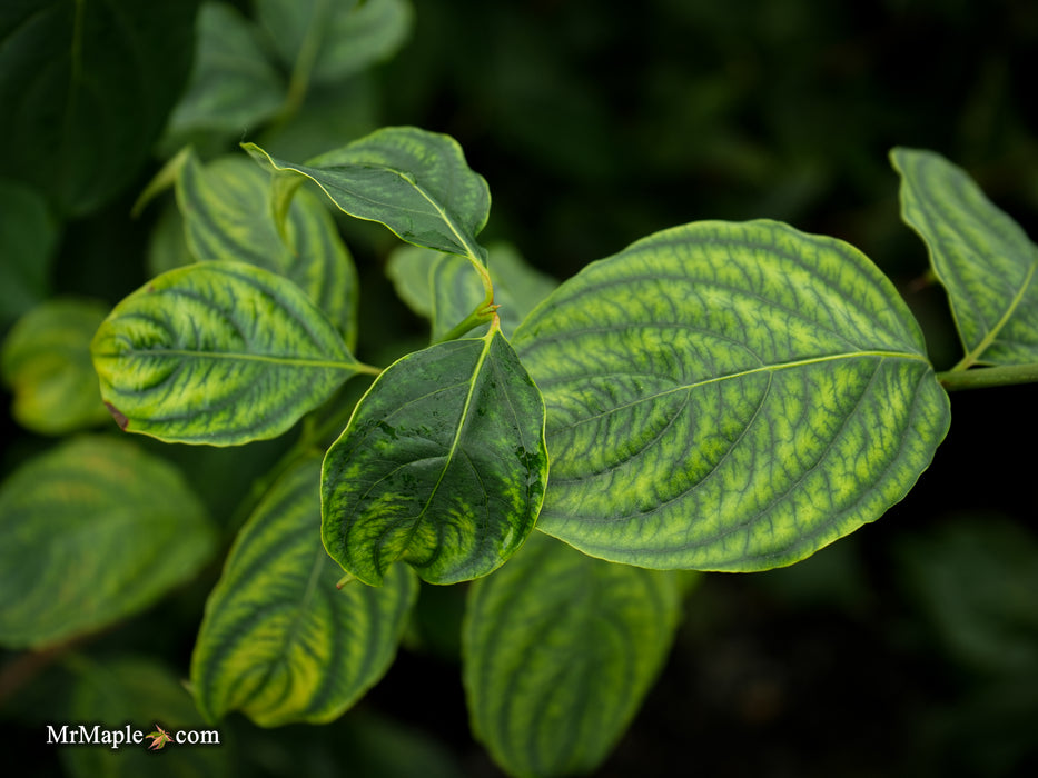 Cornus kousa 'Celestial' White Flowering Dogwood