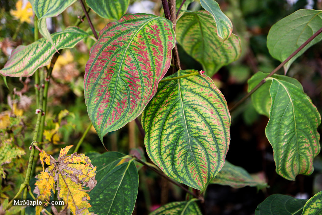 Cornus kousa 'Celestial' White Flowering Dogwood