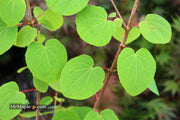 - Cercidiphyllum japonicum 'Herronswood Globe' Japanese Katsura Tree - Mr Maple │ Buy Japanese Maple Trees