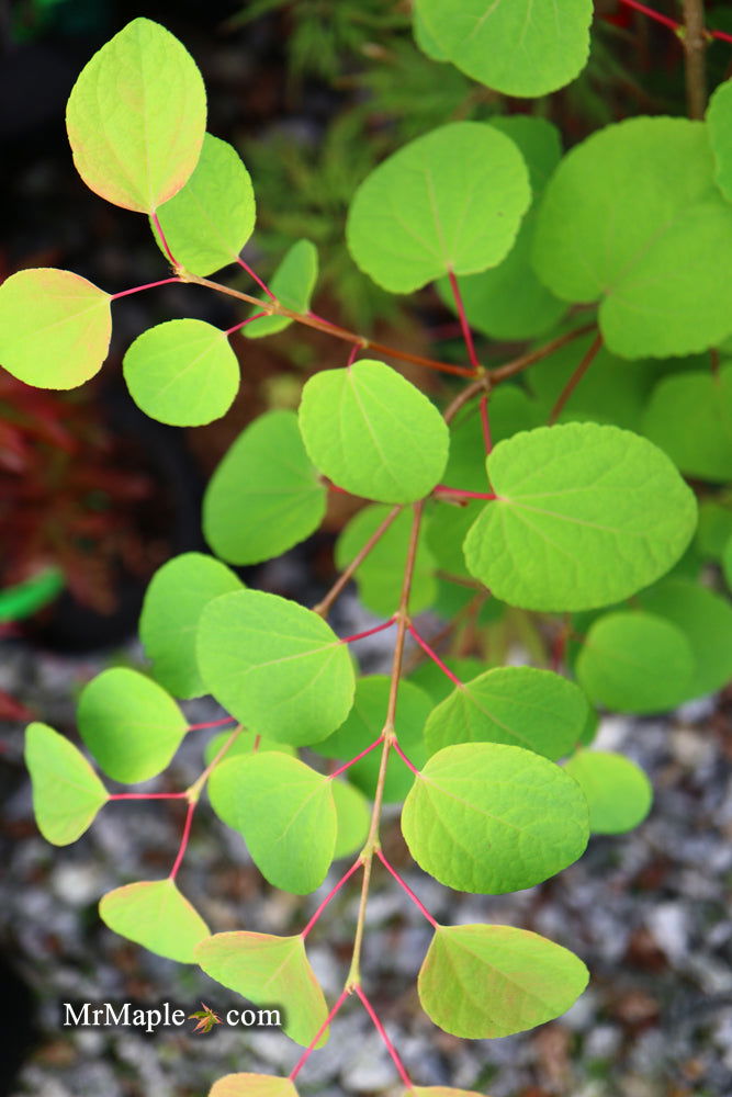 - Cercidiphyllum japonicum 'Herronswood Globe' Japanese Katsura Tree - Mr Maple │ Buy Japanese Maple Trees