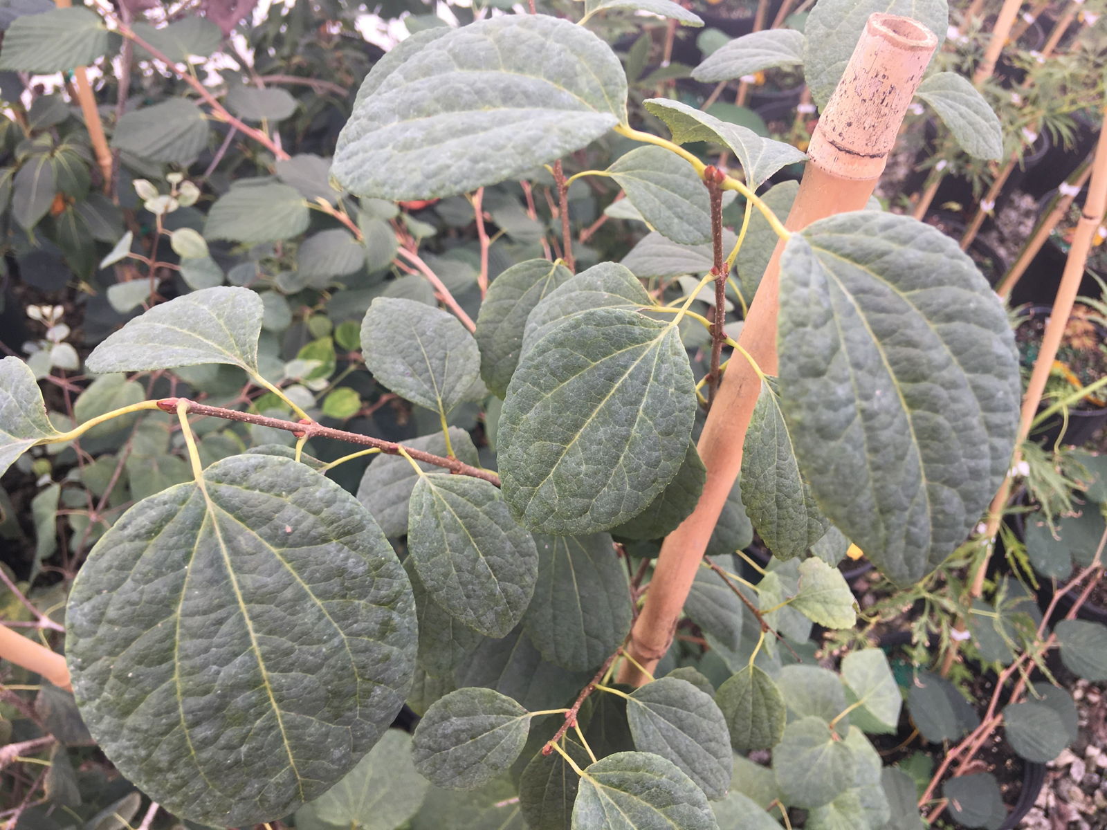 Mr Maple Cercidiphyllum japonicum Katsura Tree
