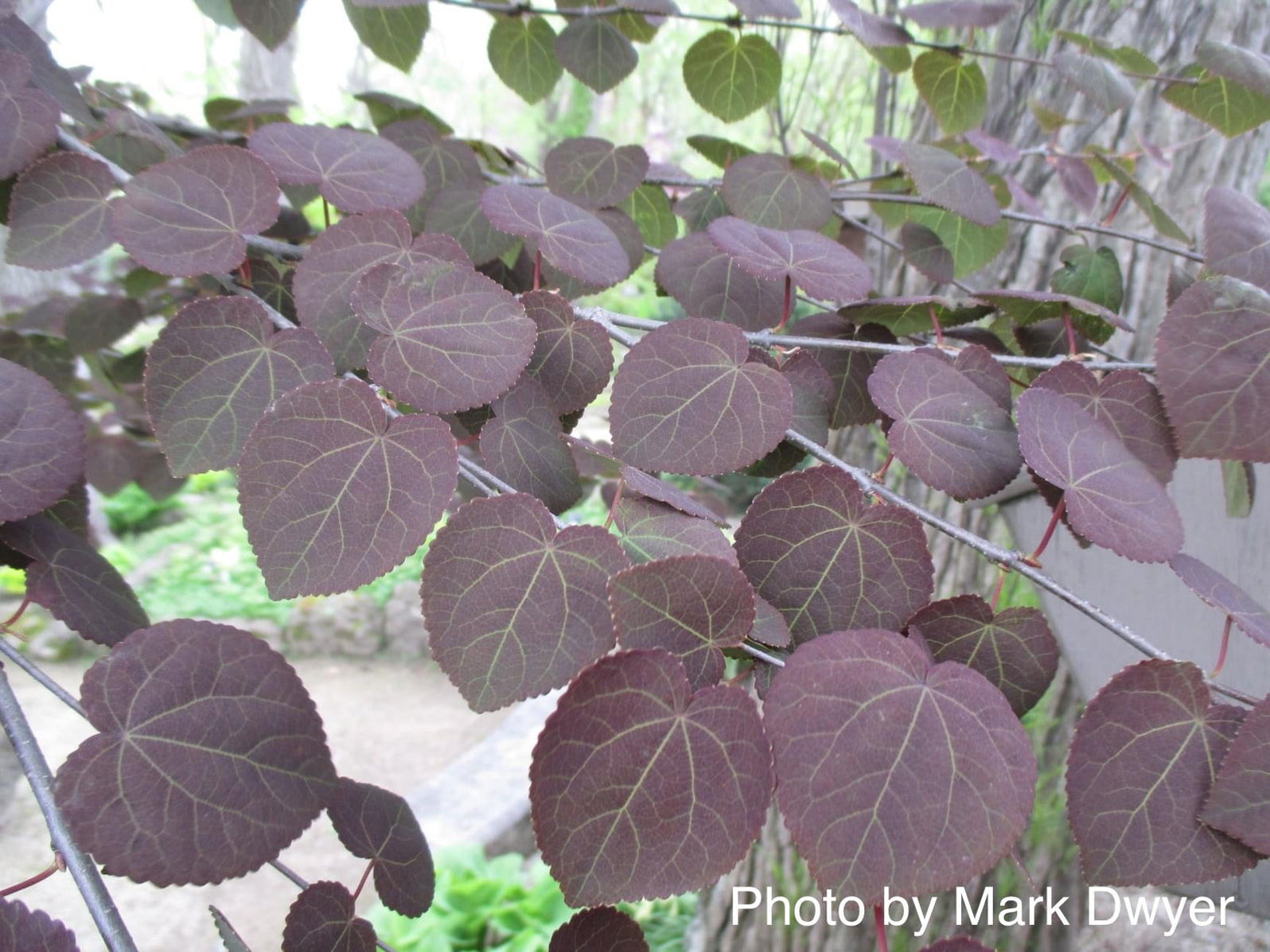 Buy Cercidiphyllum japonicum 'Rotfuchs' Red Fox Japanese Katsura Tree ...
