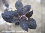 - Cercidiphyllum japonicum 'Rotfuchs' Red Fox Japanese Katsura Tree - Mr Maple │ Buy Japanese Maple Trees