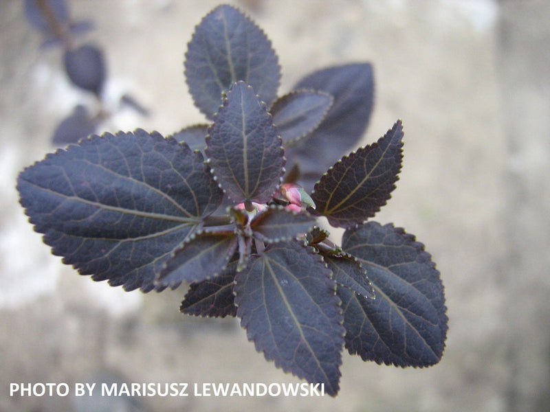 - Cercidiphyllum japonicum 'Rotfuchs' Red Fox Japanese Katsura Tree - Mr Maple │ Buy Japanese Maple Trees