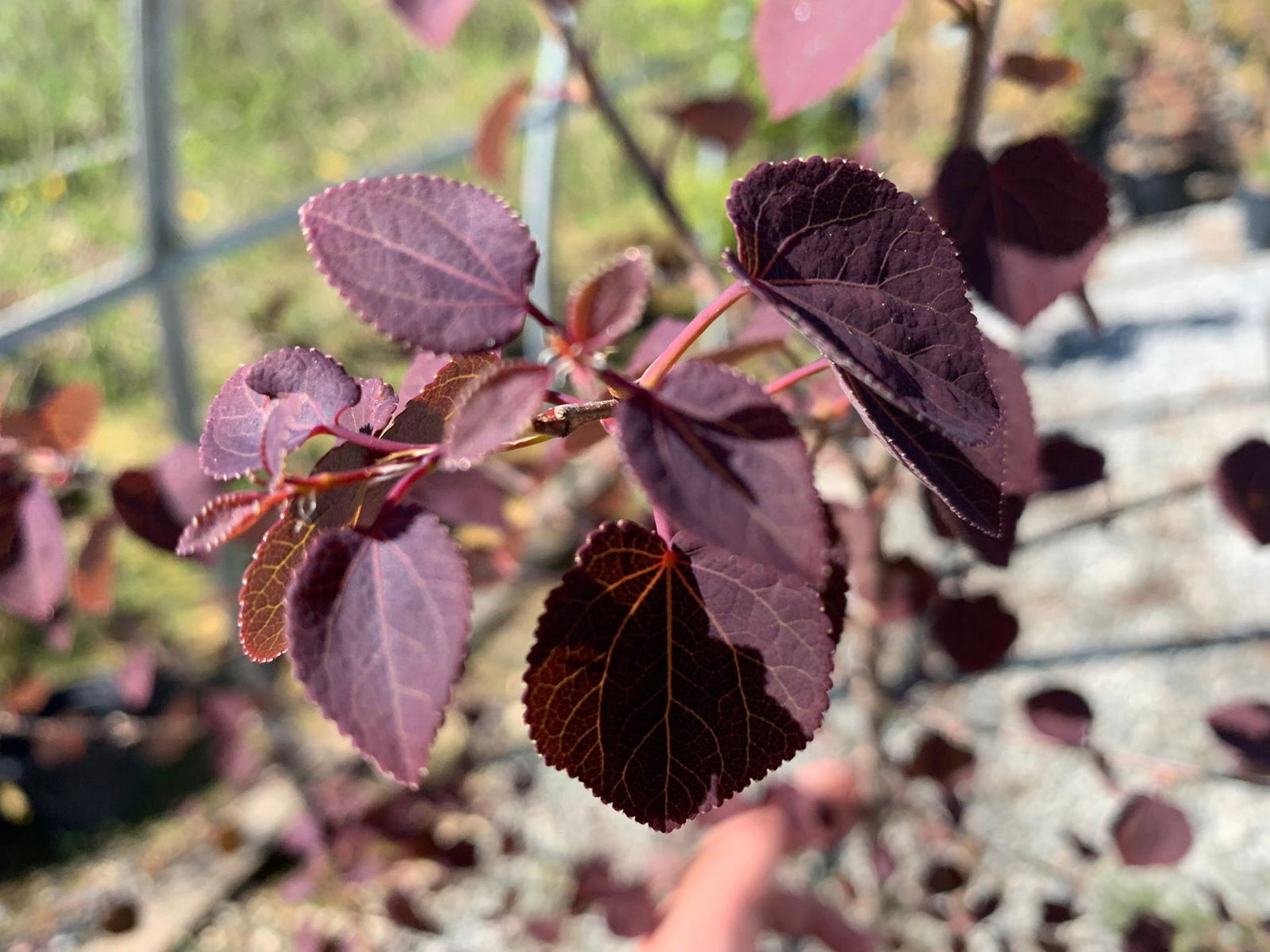 Buy Cercidiphyllum japonicum 'Rotfuchs' Red Fox Japanese Katsura Tree ...
