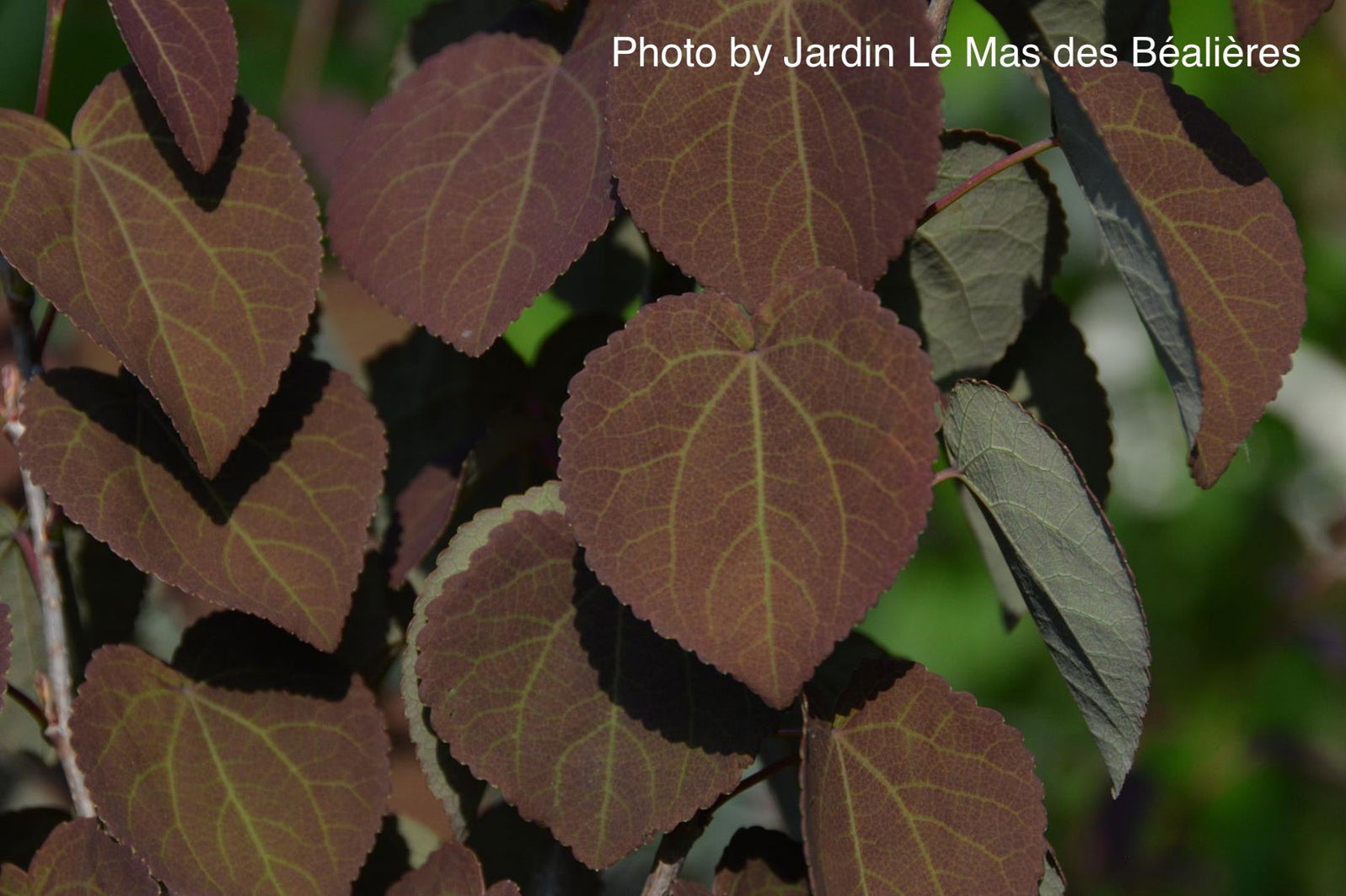 Buy Cercidiphyllum japonicum 'Rotfuchs' Red Fox Japanese Katsura Tree ...