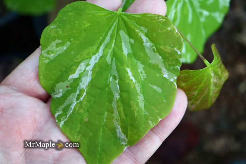 - Cercis canadensis ‘Alley Cat’ Variegated Redbud Tree - Mr Maple │ Buy Japanese Maple Trees
