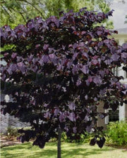 - Cercis canadensis ‘Black Pearl’ Red Leaf Redbud Tree - Mr Maple │ Buy Japanese Maple Trees