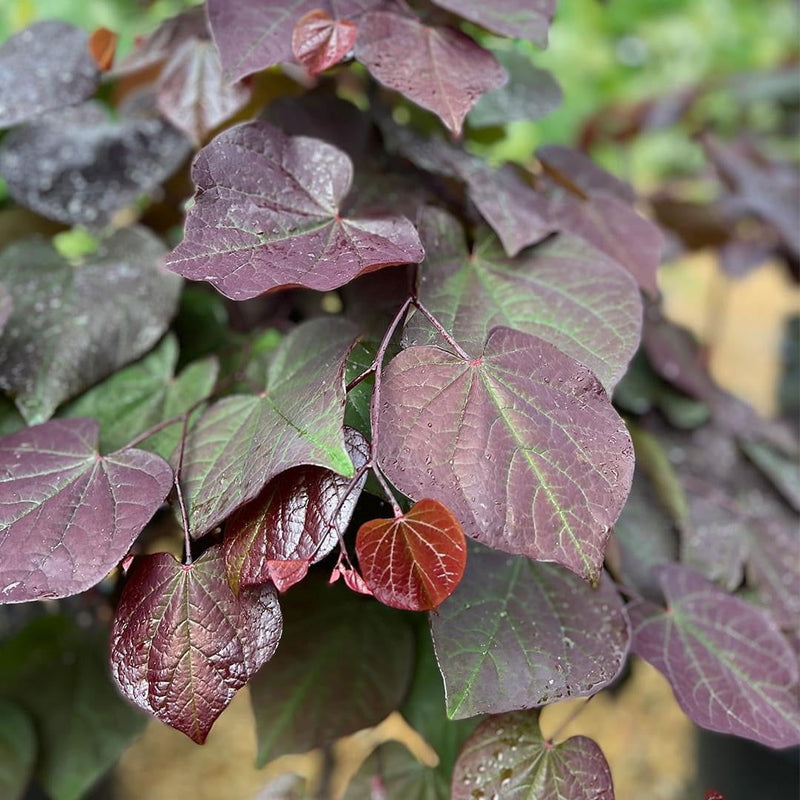 - Cercis canadensis ‘Black Pearl’ Red Leaf Redbud Tree - Mr Maple │ Buy Japanese Maple Trees