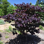 - Cercis canadensis ‘Black Pearl’ Red Leaf Redbud Tree - Mr Maple │ Buy Japanese Maple Trees
