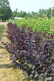 - Cercis canadensis ‘Black Pearl’ Red Leaf Redbud Tree - Mr Maple │ Buy Japanese Maple Trees