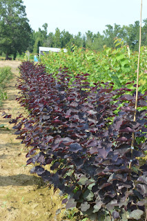 - Cercis canadensis ‘Black Pearl’ Red Leaf Redbud Tree - Mr Maple │ Buy Japanese Maple Trees