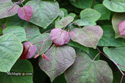 - Cercis canadensis ‘Black Pearl’ Red Leaf Redbud Tree - Mr Maple │ Buy Japanese Maple Trees