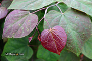 - Cercis canadensis ‘Black Pearl’ Red Leaf Redbud Tree - Mr Maple │ Buy Japanese Maple Trees