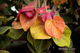 - Cercis canadensis 'Hearts A'Fire' Redbud - Mr Maple │ Buy Japanese Maple Trees