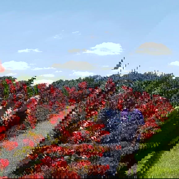 - Cercis canadensis 'Hearts A'Fire' Redbud - Mr Maple │ Buy Japanese Maple Trees