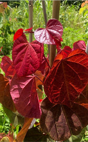 - Cercis canadensis 'Hearts A'Fire' Redbud - Mr Maple │ Buy Japanese Maple Trees