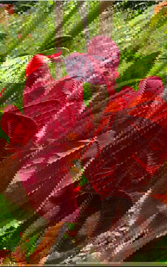 - Cercis canadensis 'Hearts A'Fire' Redbud - Mr Maple │ Buy Japanese Maple Trees