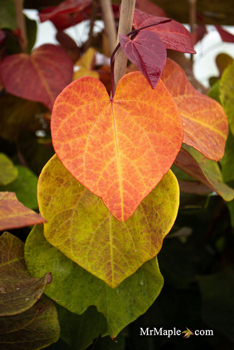 - Cercis canadensis 'Hearts A'Fire' Redbud - Mr Maple │ Buy Japanese Maple Trees