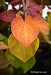 - Cercis canadensis 'Hearts A'Fire' Redbud - Mr Maple │ Buy Japanese Maple Trees