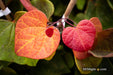 - Cercis canadensis 'Hearts A'Fire' Redbud - Mr Maple │ Buy Japanese Maple Trees