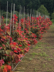 - Cercis canadensis 'Hearts A'Fire' Redbud - Mr Maple │ Buy Japanese Maple Trees