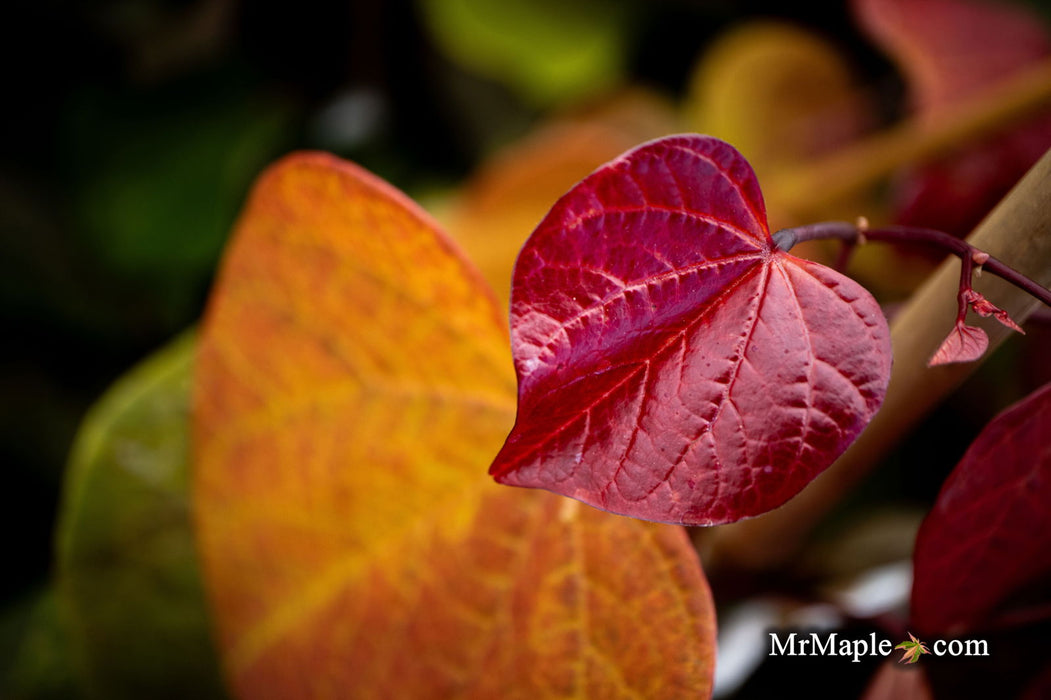 - Cercis canadensis 'Hearts A'Fire' Redbud - Mr Maple │ Buy Japanese Maple Trees