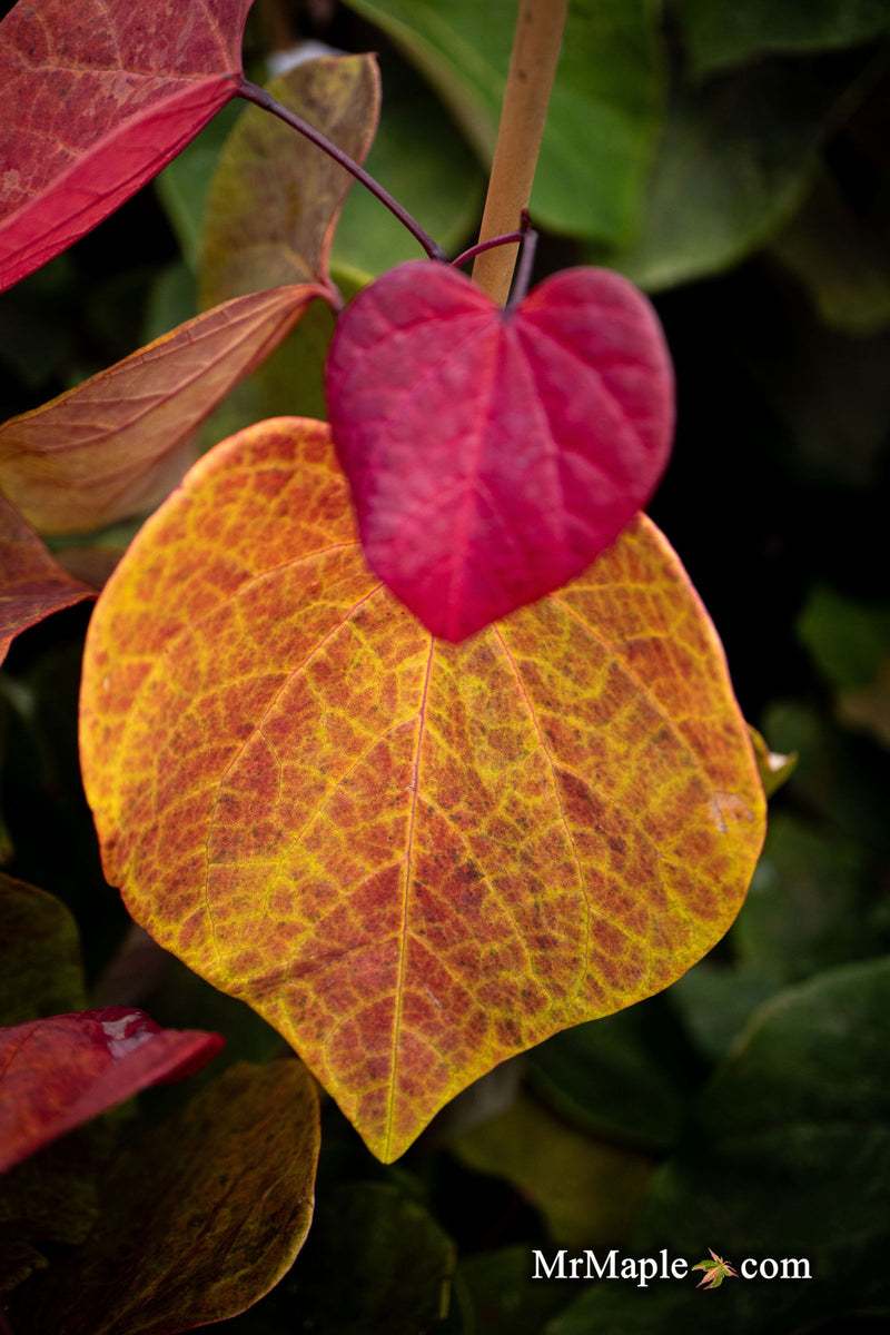 - Cercis canadensis 'Hearts A'Fire' Redbud - Mr Maple │ Buy Japanese Maple Trees